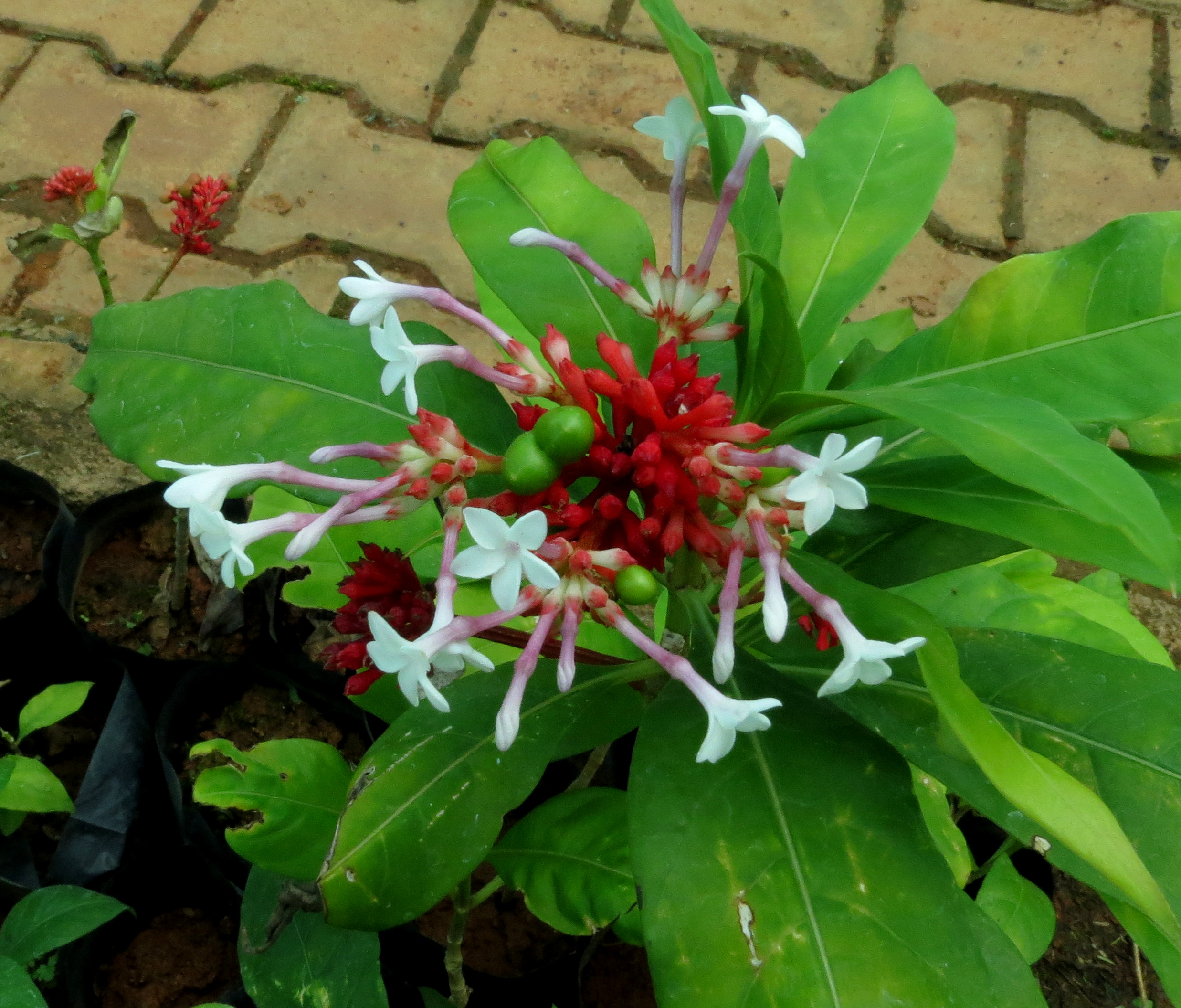 Serpentine root(Rauvolfia serpentina(L)Benth.Ex Kurz)